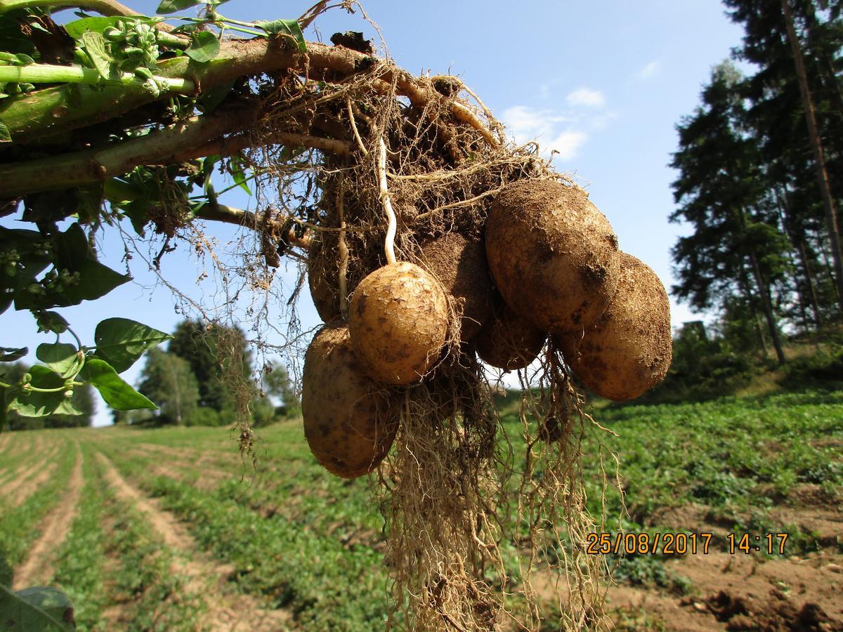 Prinzenhof 호텔 Gross Gerungs 외부 사진